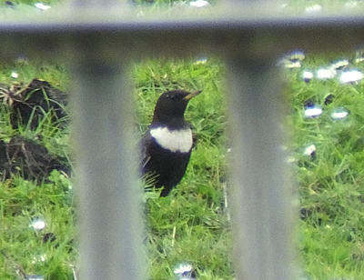 Ring Ouzel